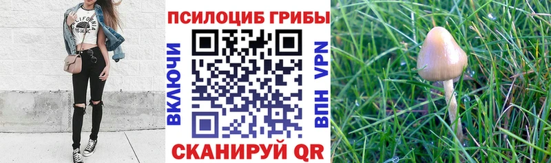 Купить закладки Юрьевец Галлюциногенные грибы Magic Shrooms